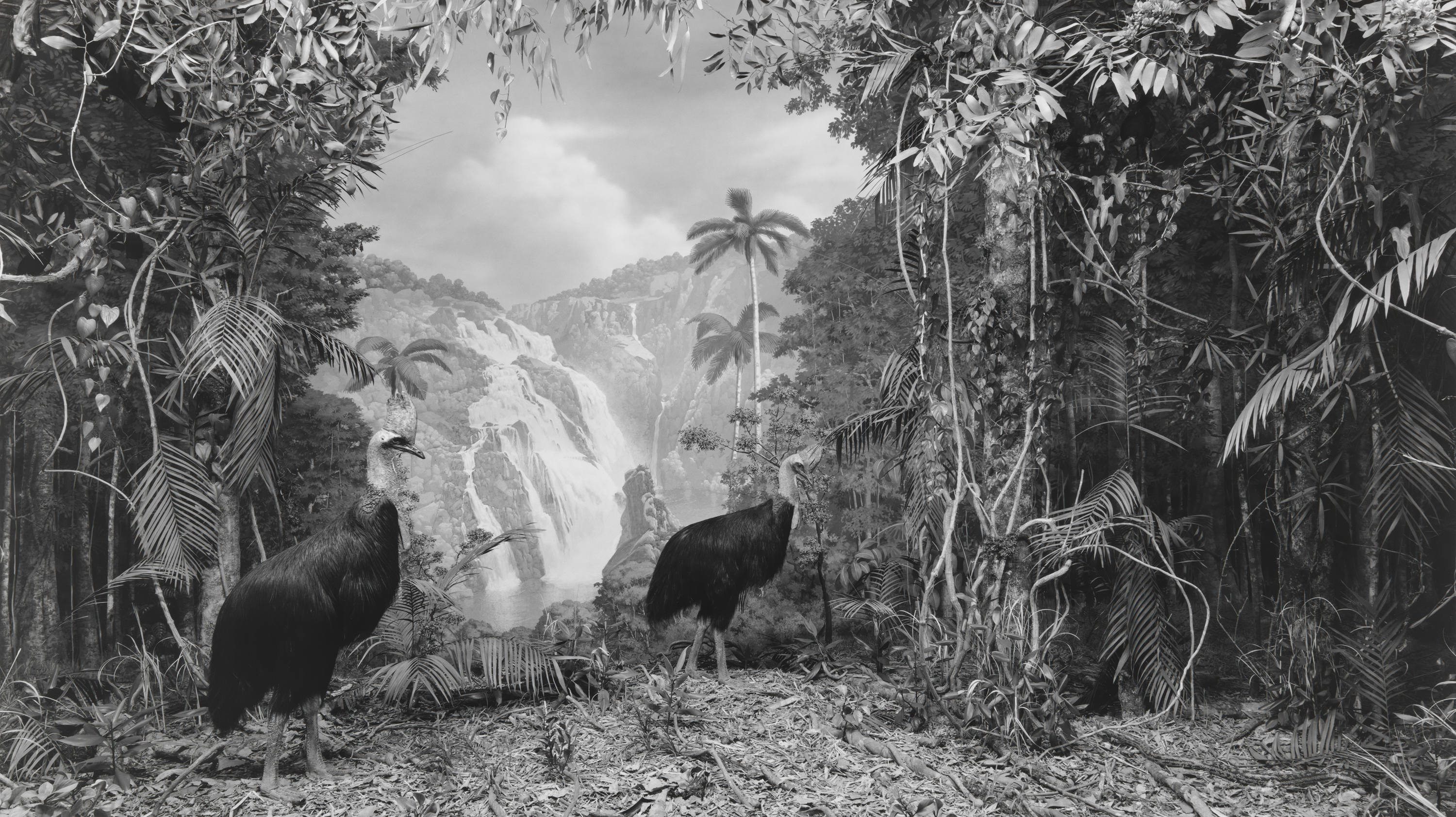 Black and white photograph of a life size diorama of two cassowaries in a tropical setting with waterfall