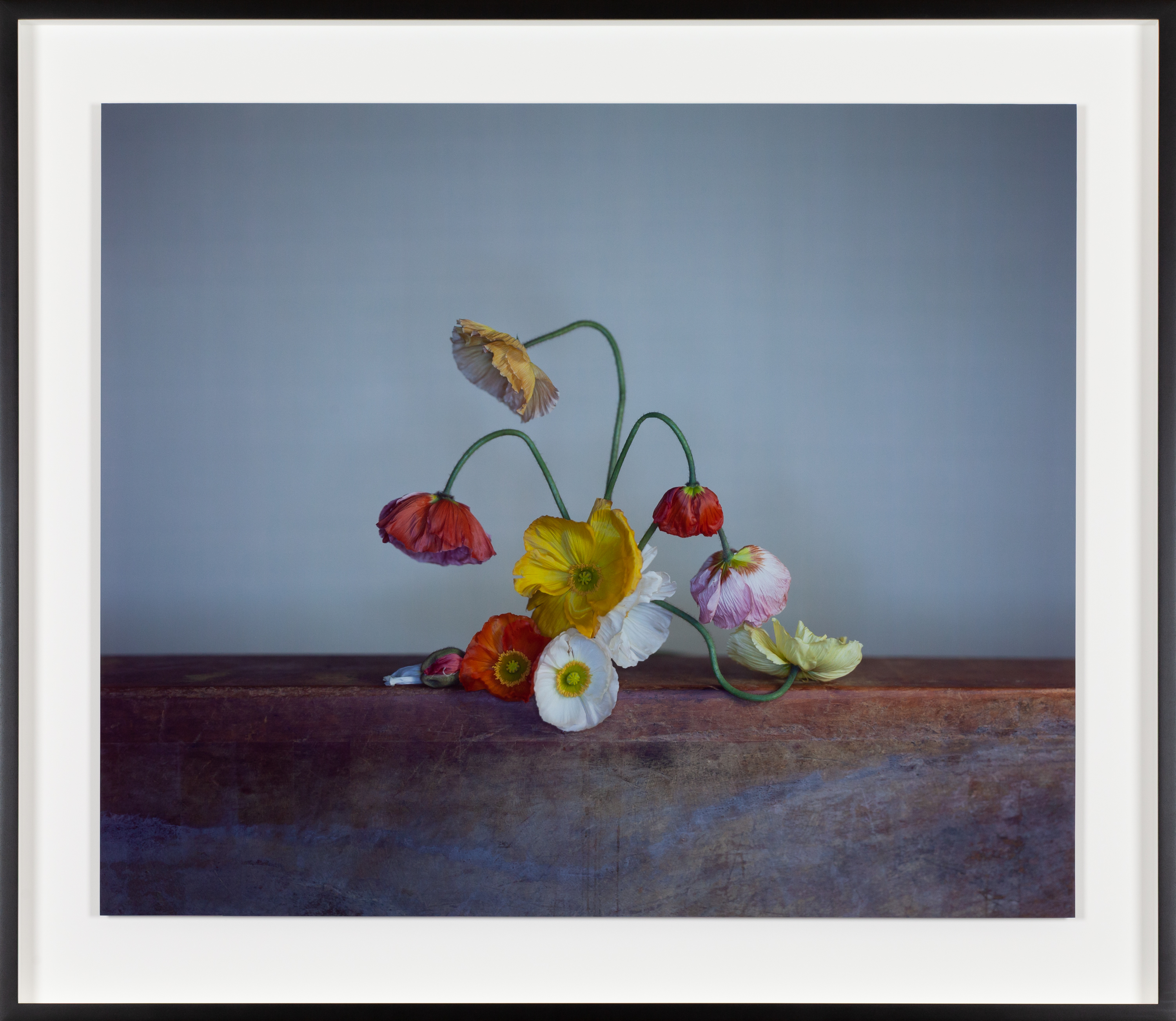 Color photograph of several poppies in states of decay on metal plinth framed in black