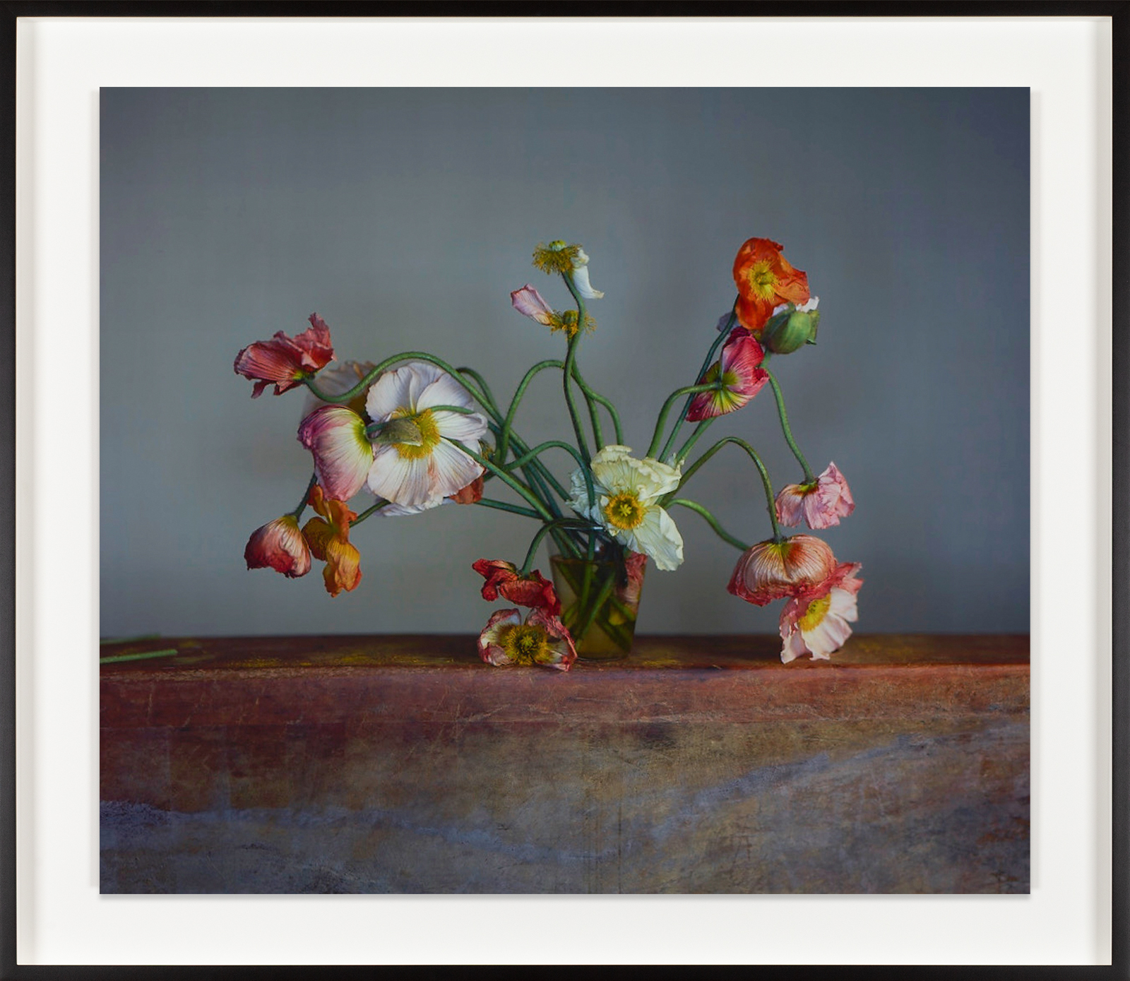 Color photograph depicting several poppies in states of decay on metal plinth framed in black