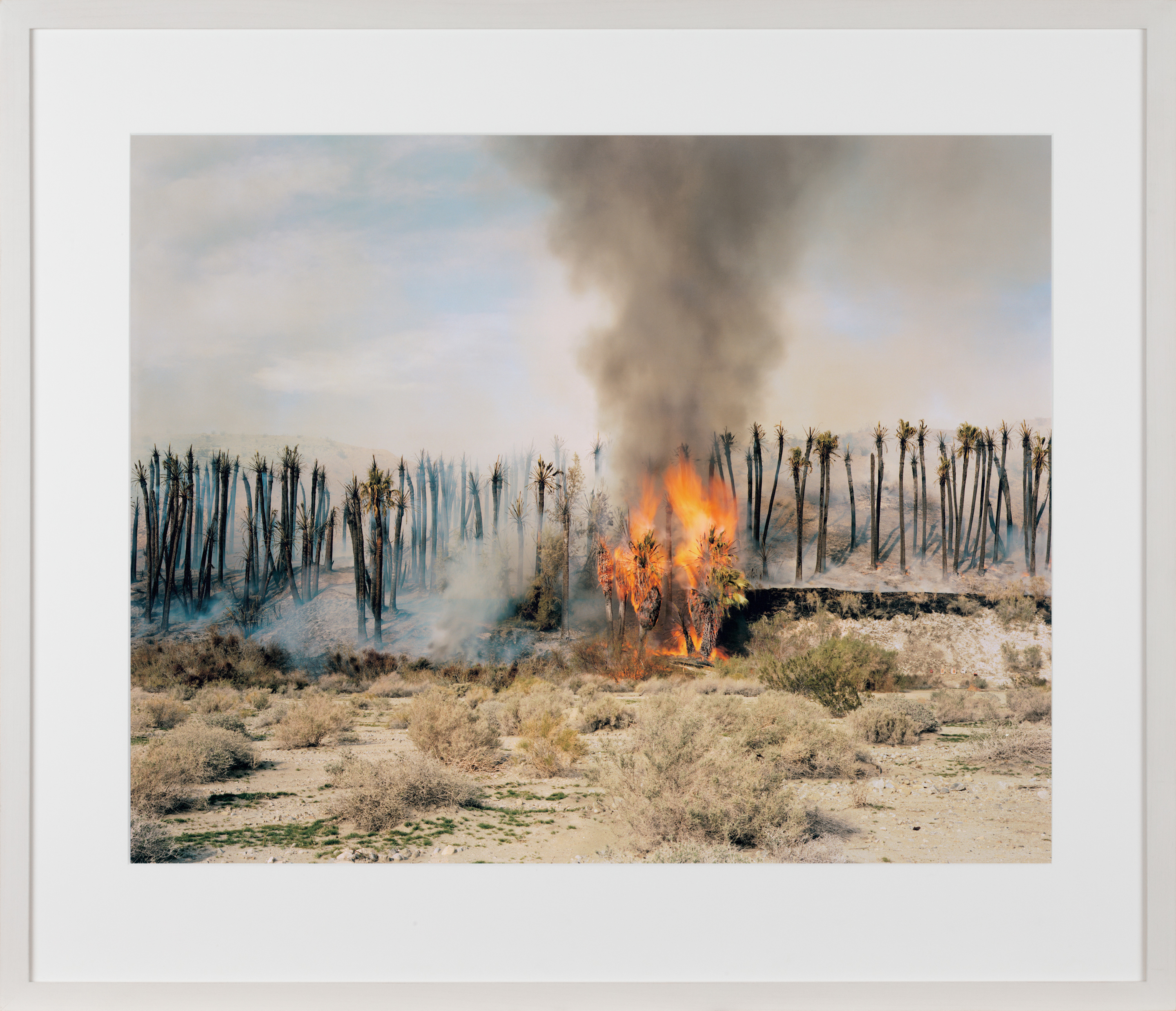 Color photograph of several palm trees burning in a controlled fire within the desert framed in white