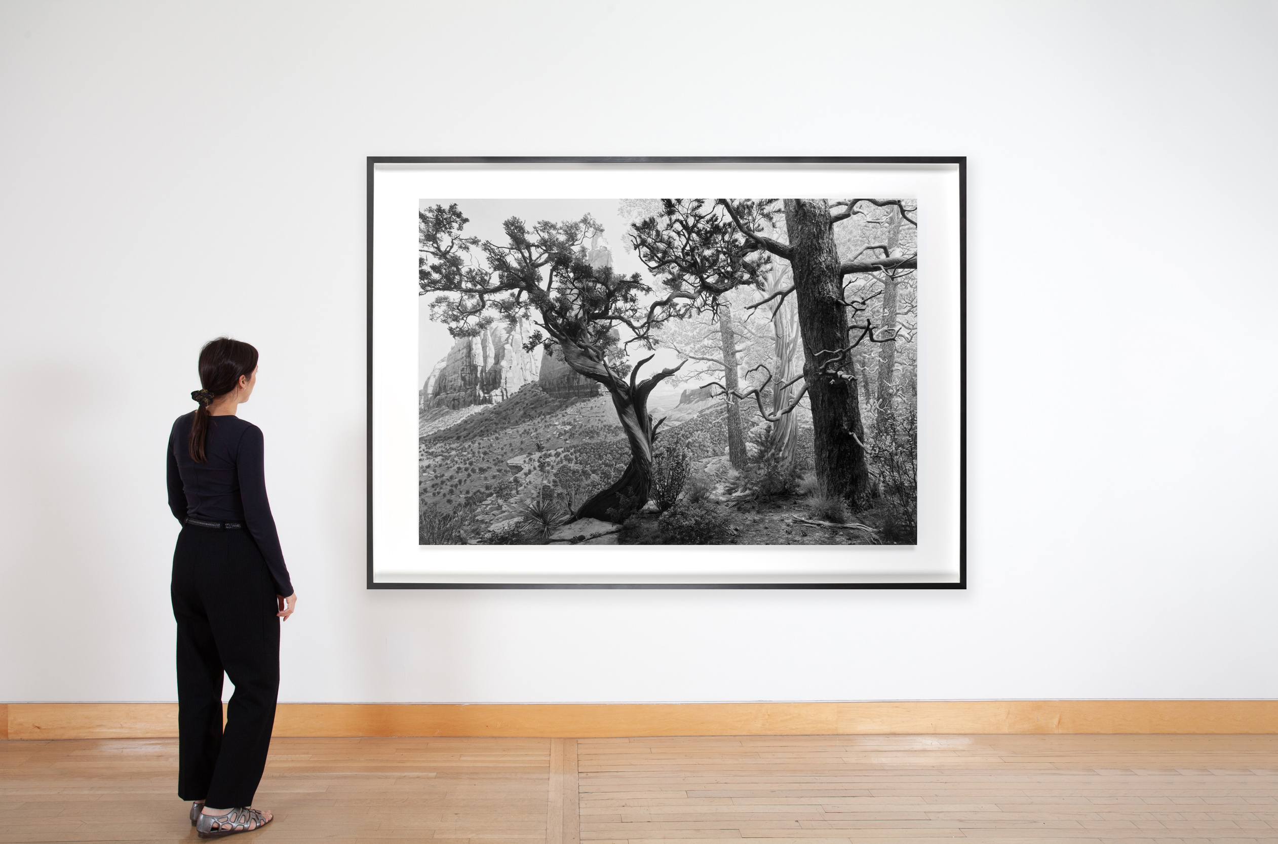 Image of a figure looking at a black and white photograph of dramatically lit gnarled trees with rock edifices in the background.