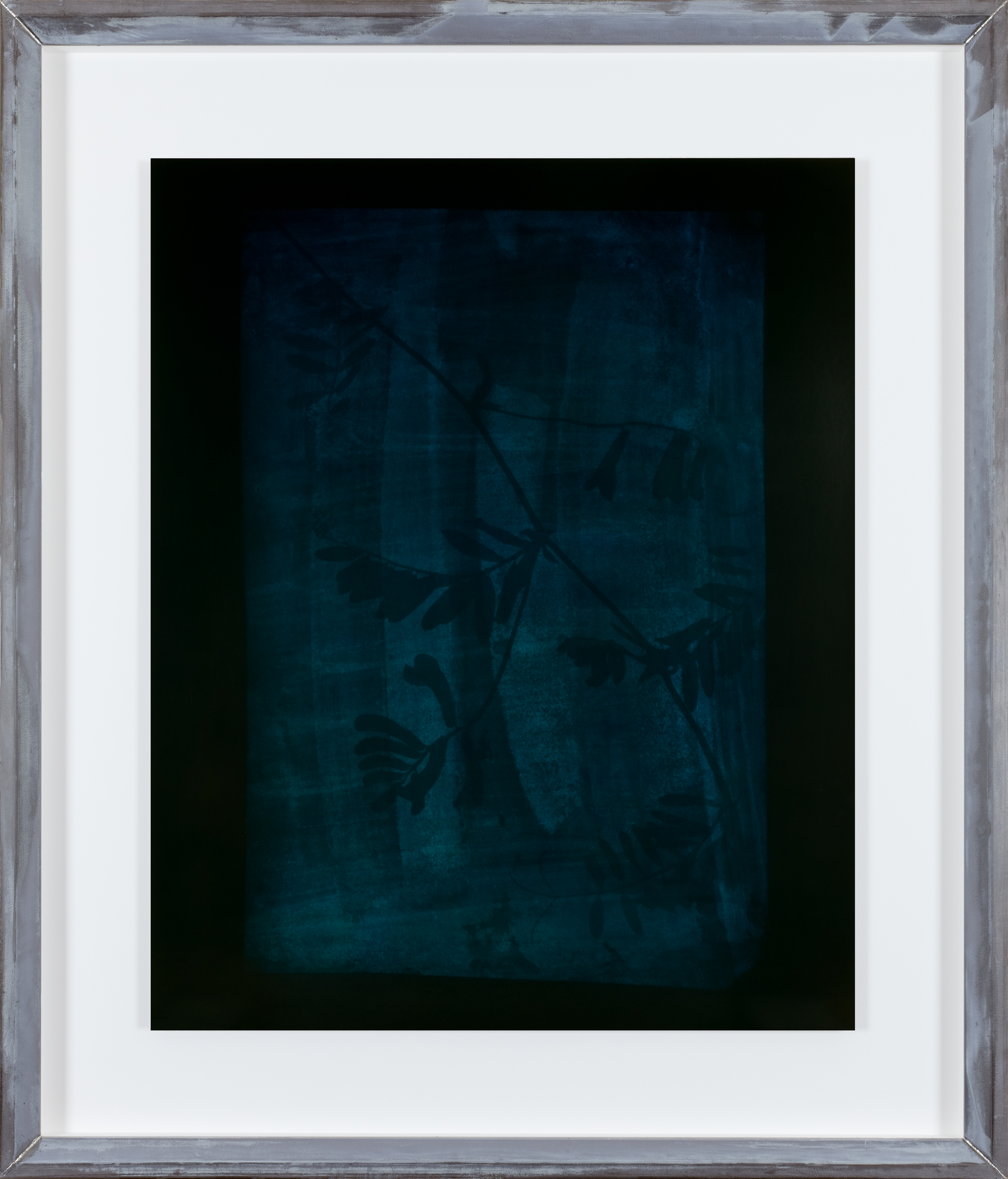 Color photograph of a blue toned leaves and flowers with a black background in an aluminum frame