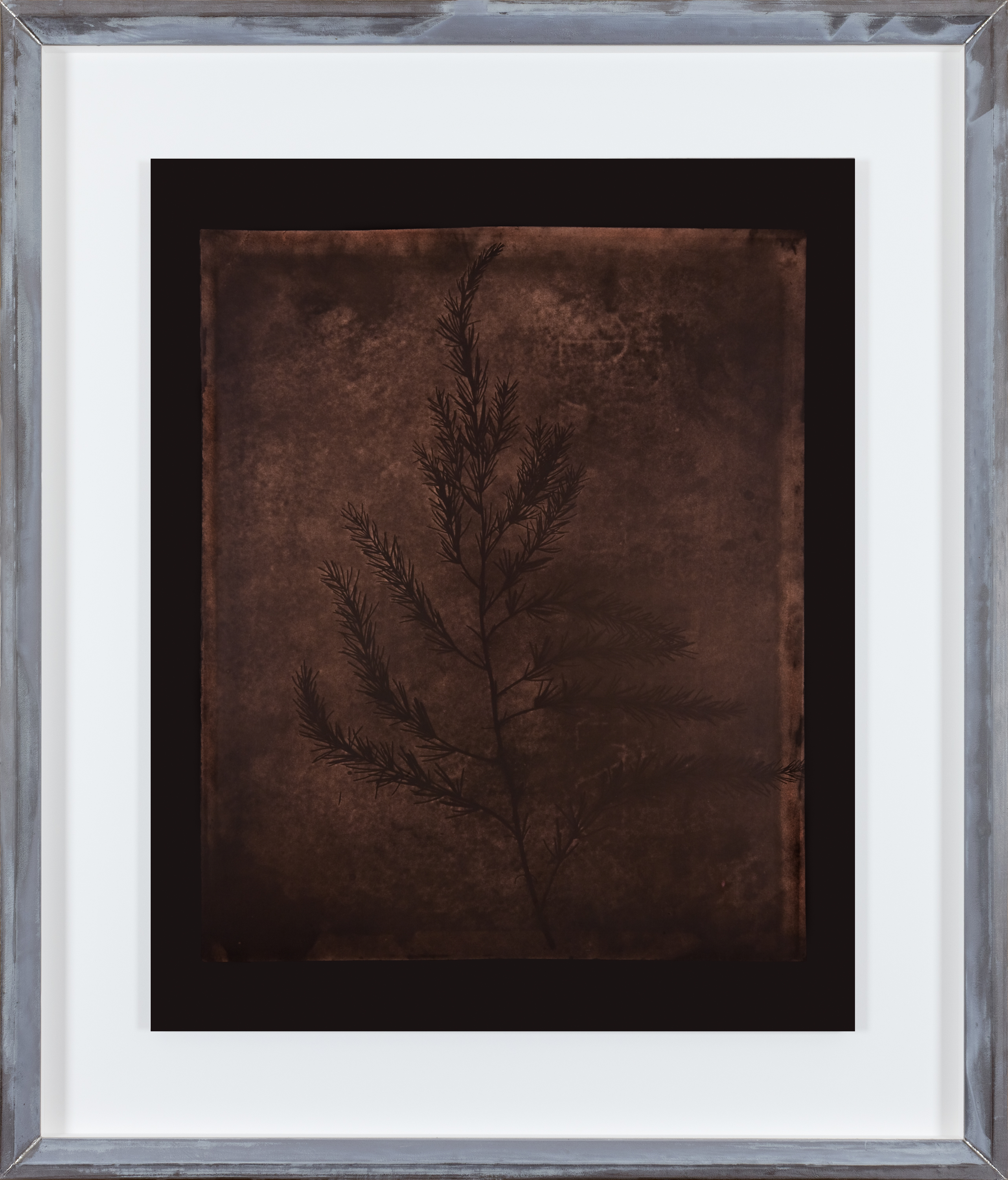 Color photograph of sepia toned leaves of asparagus on a black background in an aluminum frame