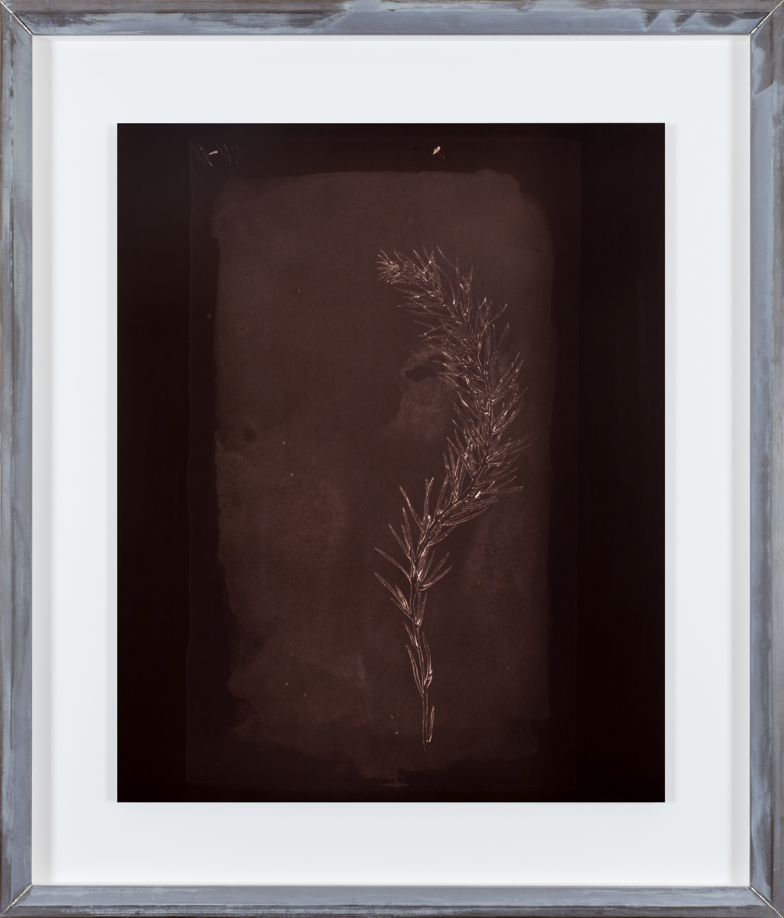 Color photograph of sepia toned Rosemary surrounded by a black background in an aluminum frame