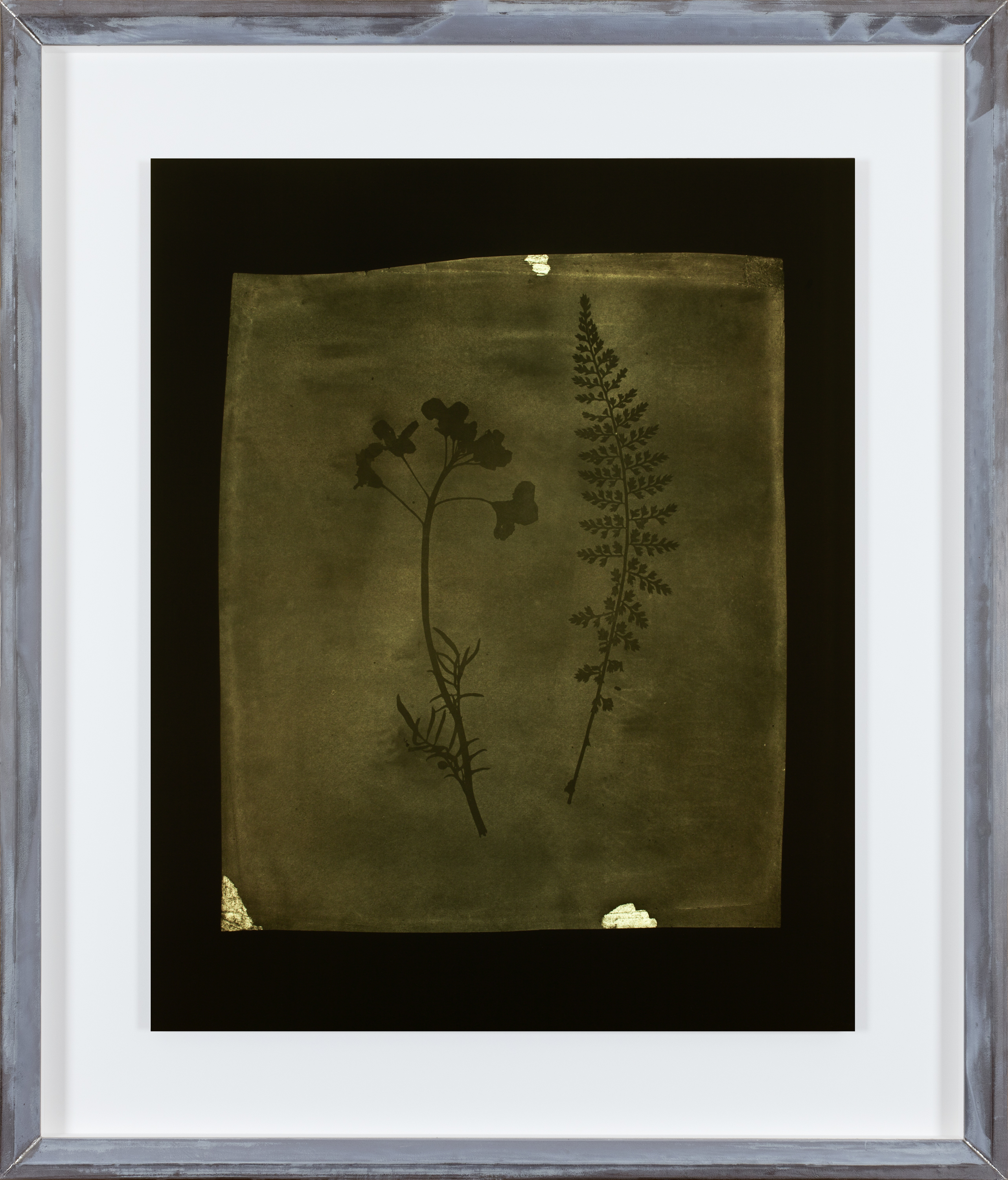 Color photograph of green toned florals on a black background in an aluminum frame