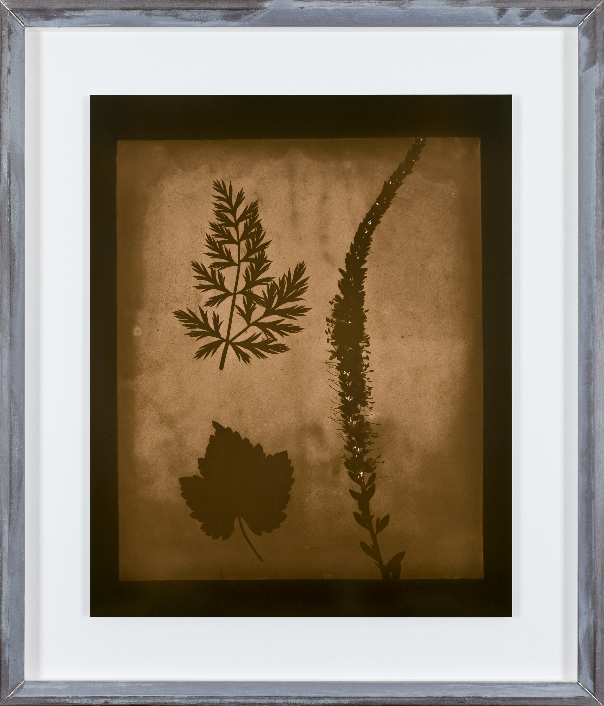 Color photograph of sepia toned leaves and flowers against a black background in an aluminum frame