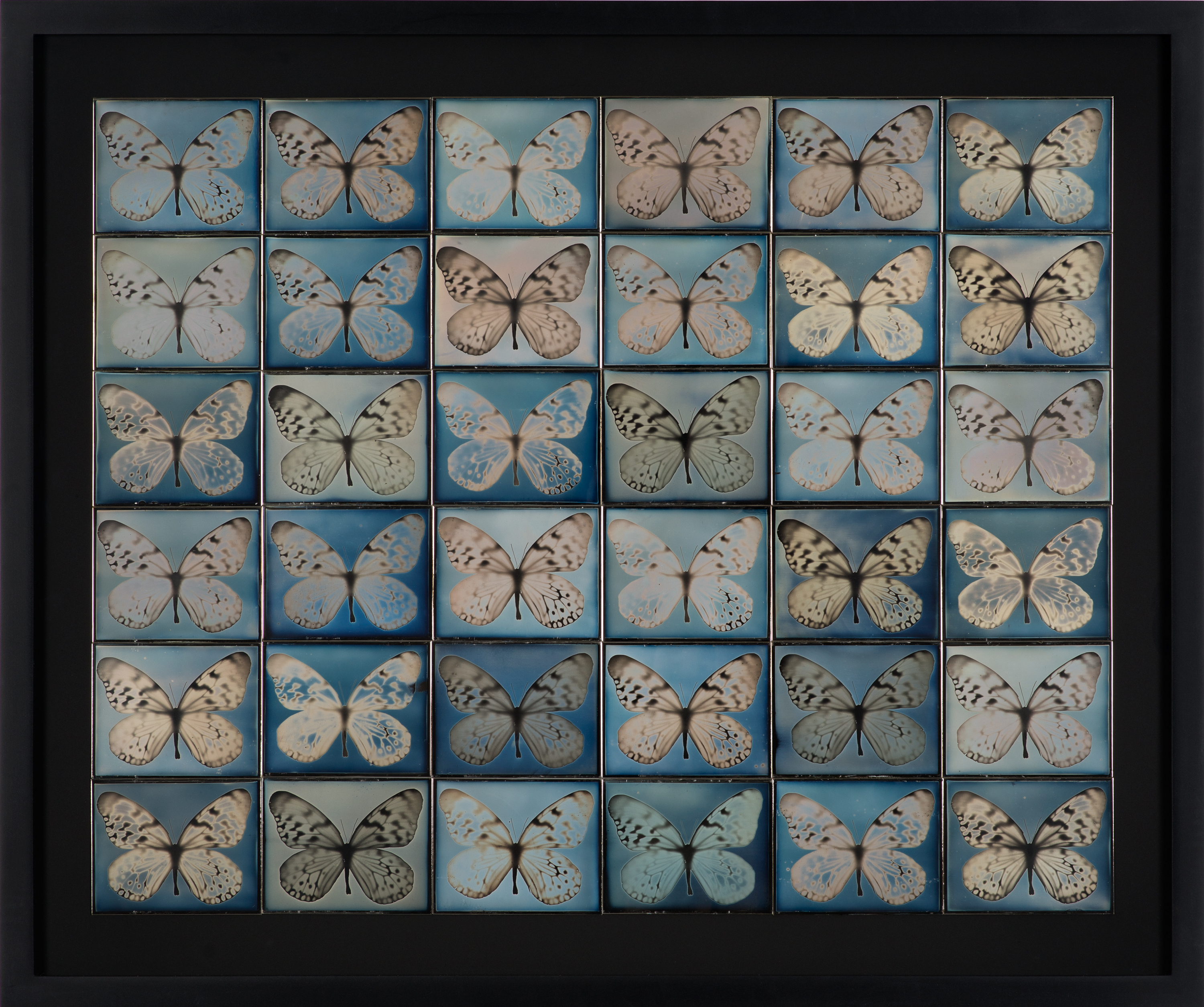 Color image of thirty-six daguerreotypes in a six by six grid depicting butterflies framed in black