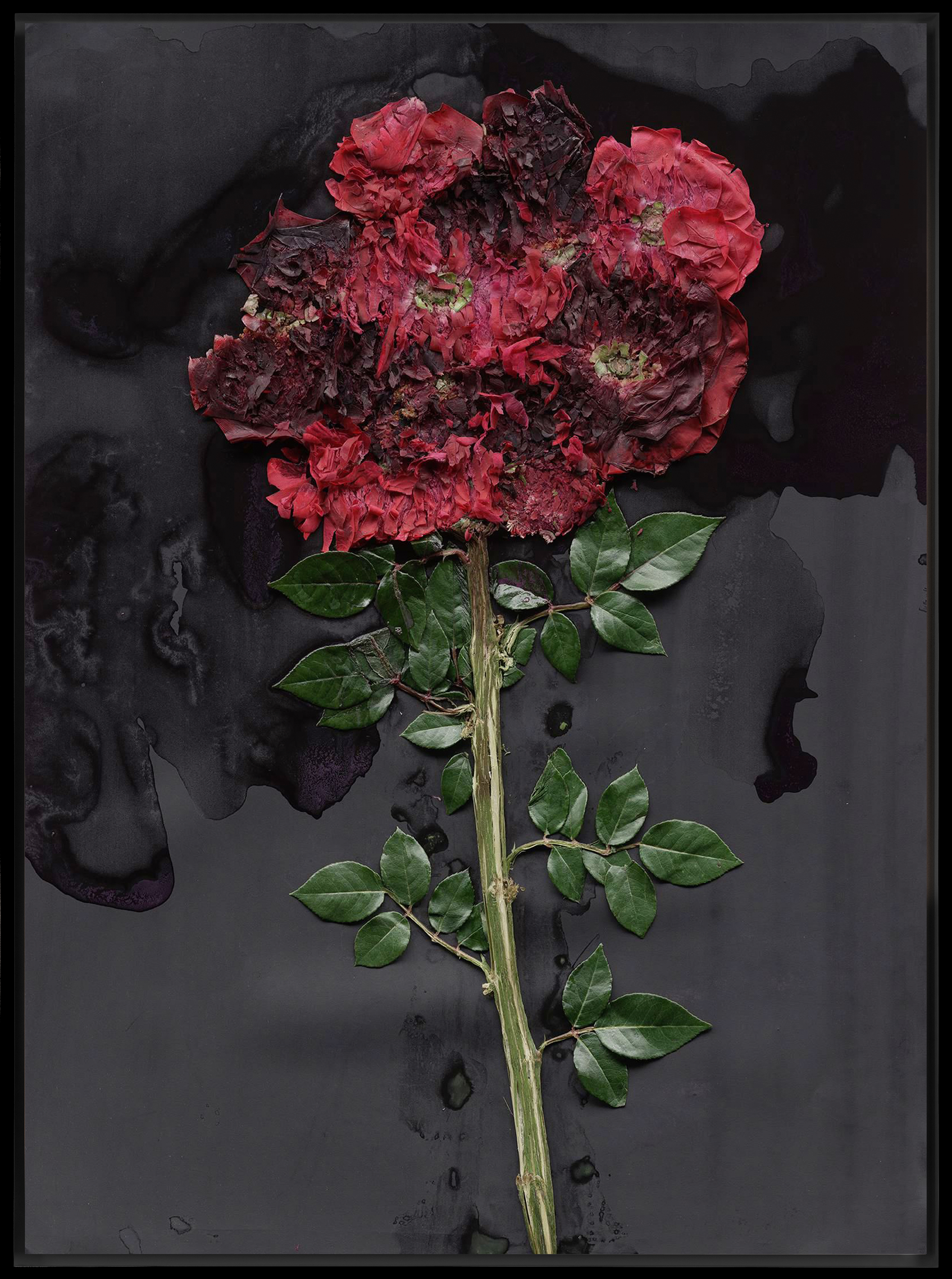 Color image of smashed flowers on a black background framed in black