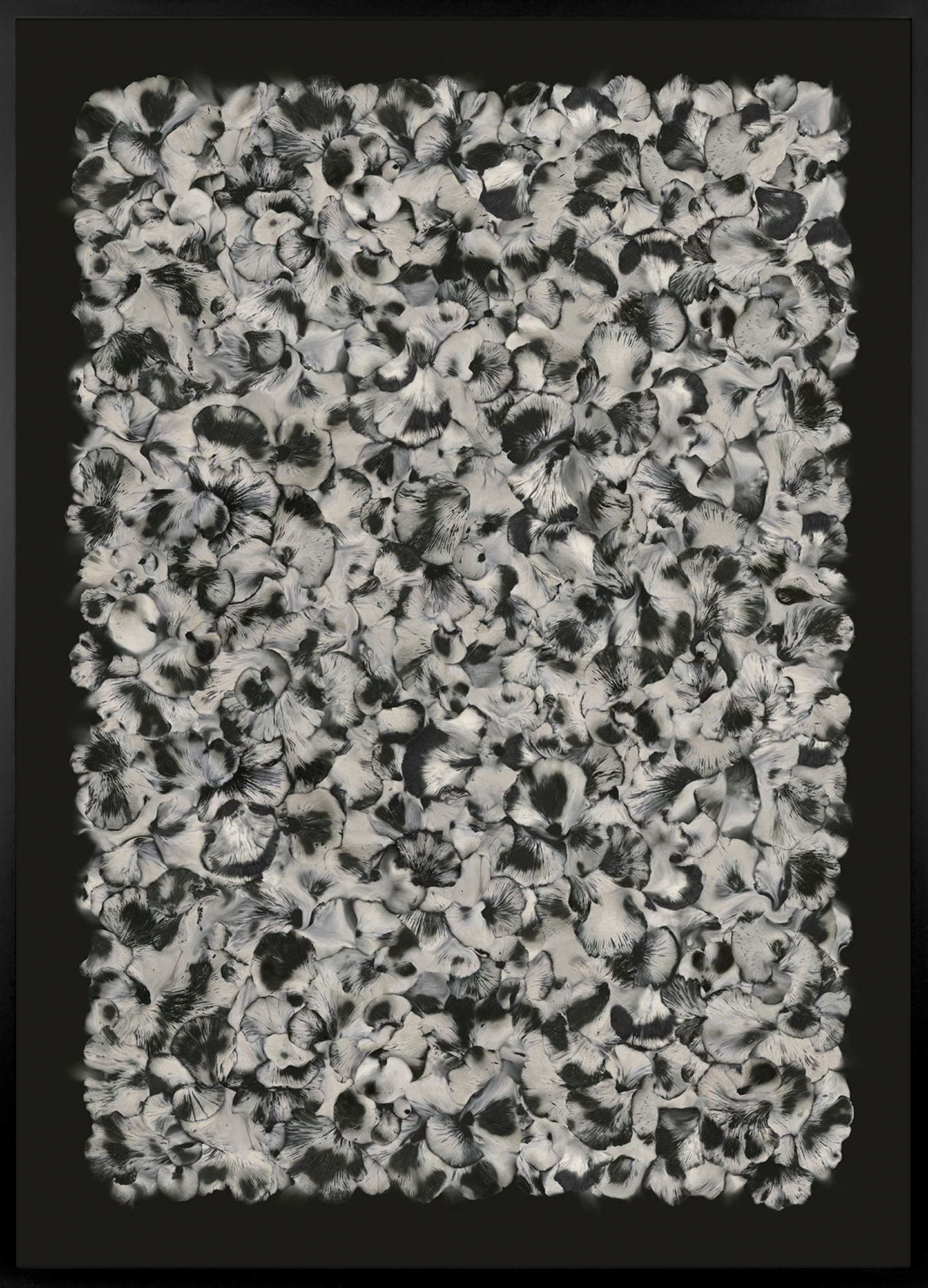 Color image of a pigment print depicting a cluster of mushroom spores framed in black
