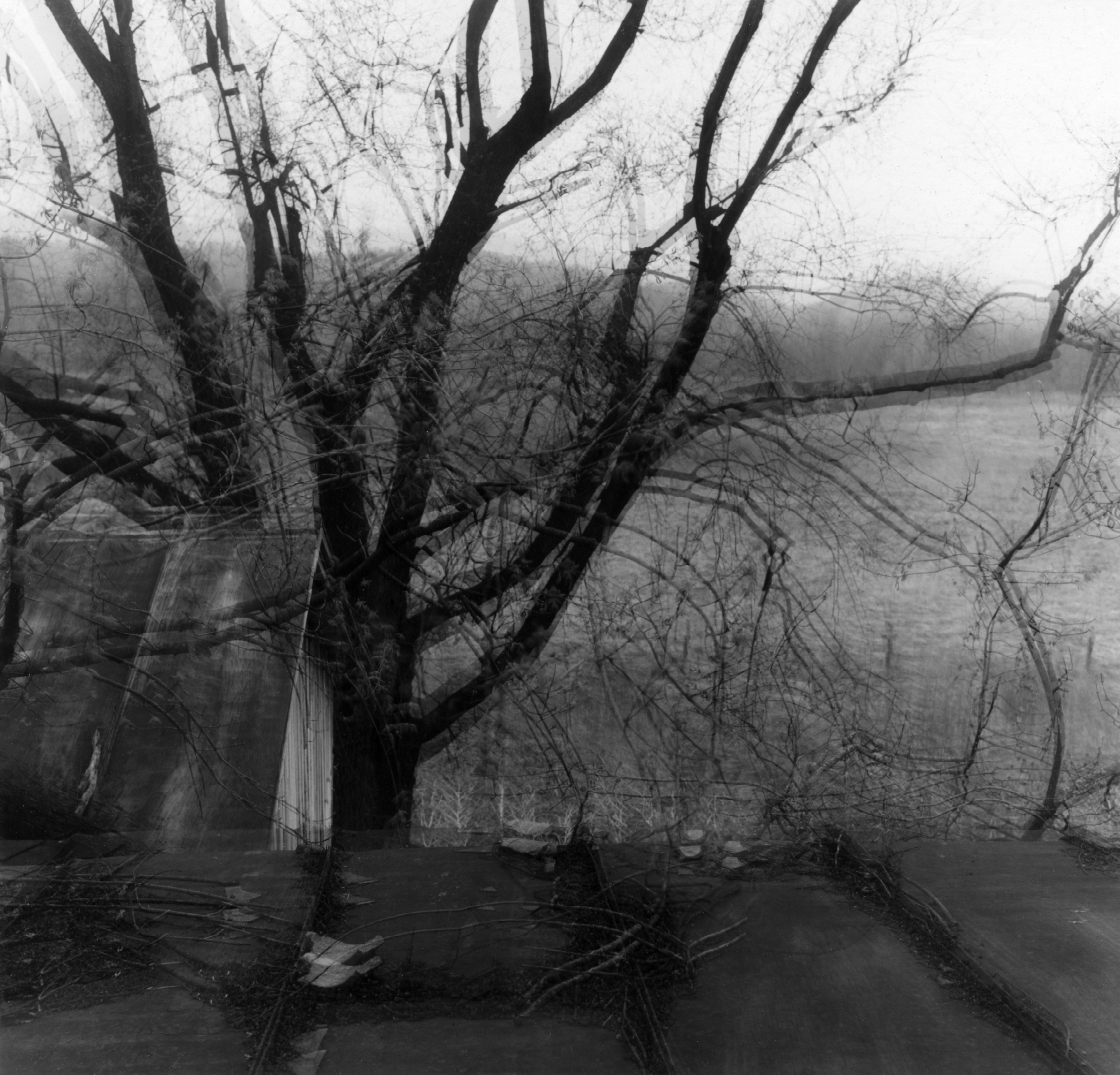 Black and white photograph of the view from atop a roof depicting a bare tree against a field with a motion blurred effect