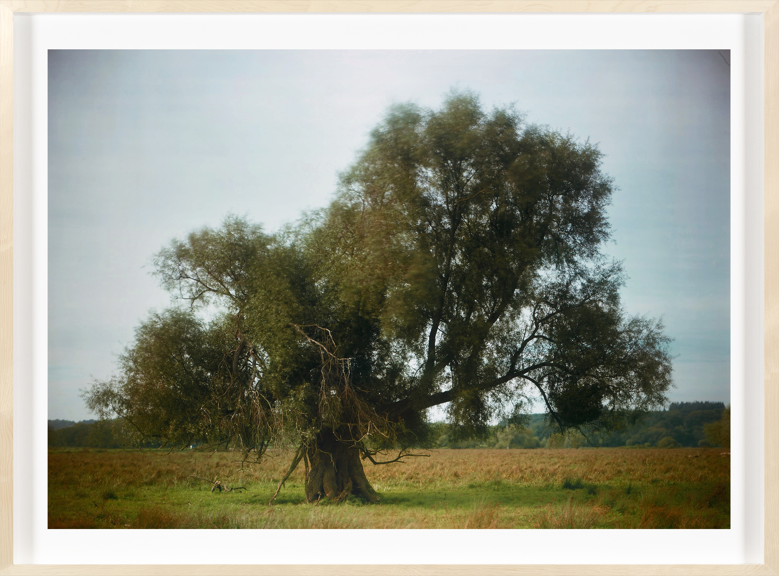 Color photograph of a large willow tree in the center of a grassy field framed in a bleach wood frame