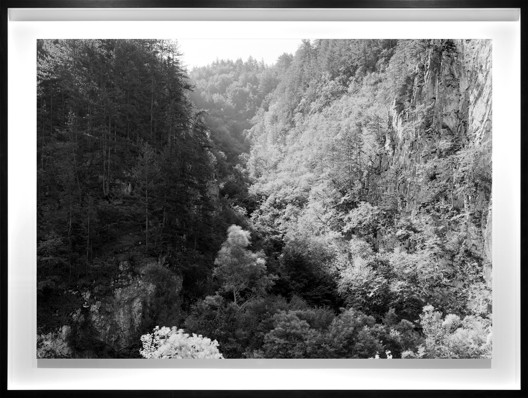 Black and white photograph of tree filled valley framed in black