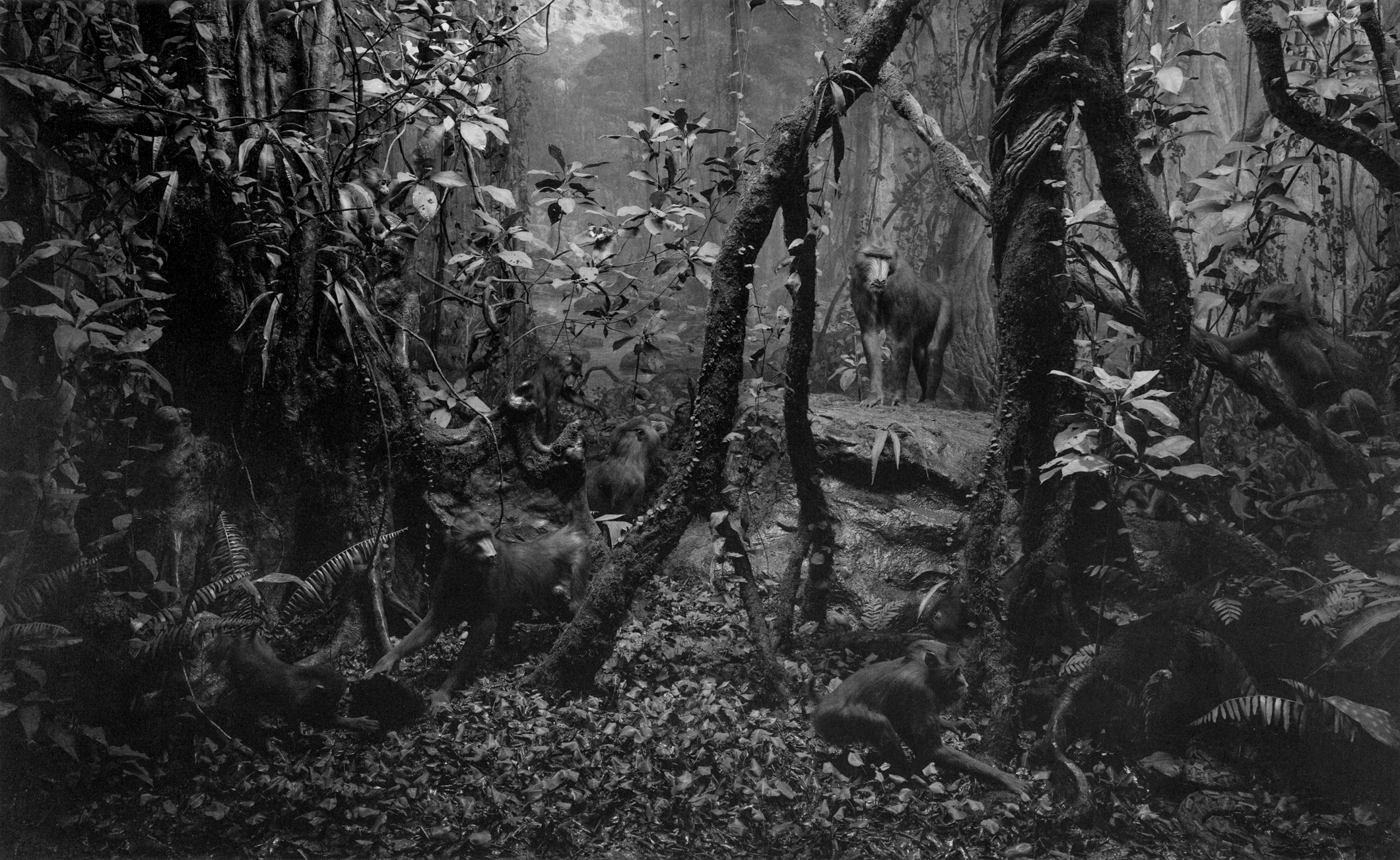 Black and white photograph of a diorama depicting apes foraging in the forest