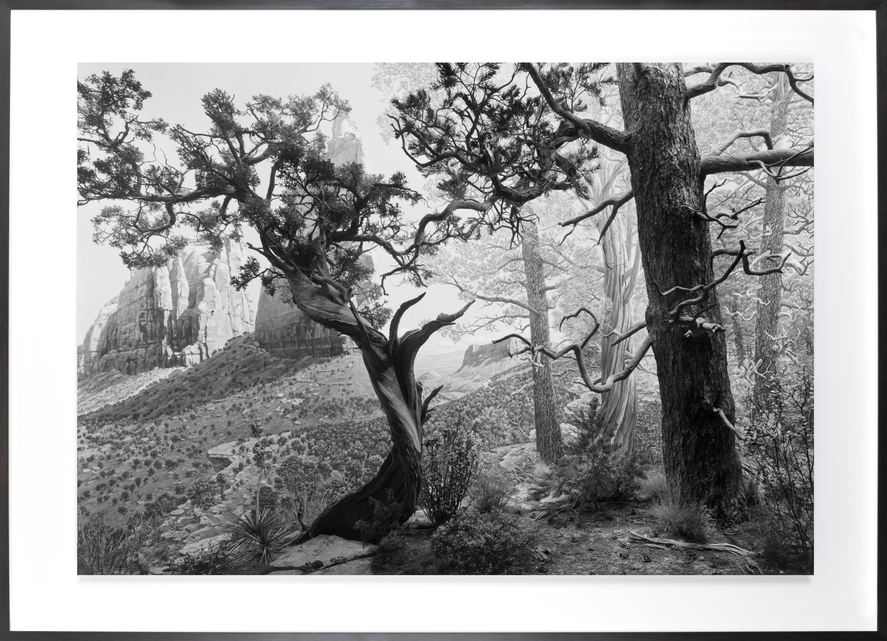 Black and white photograph of dramatically lit gnarled trees with rock edifices in the background.