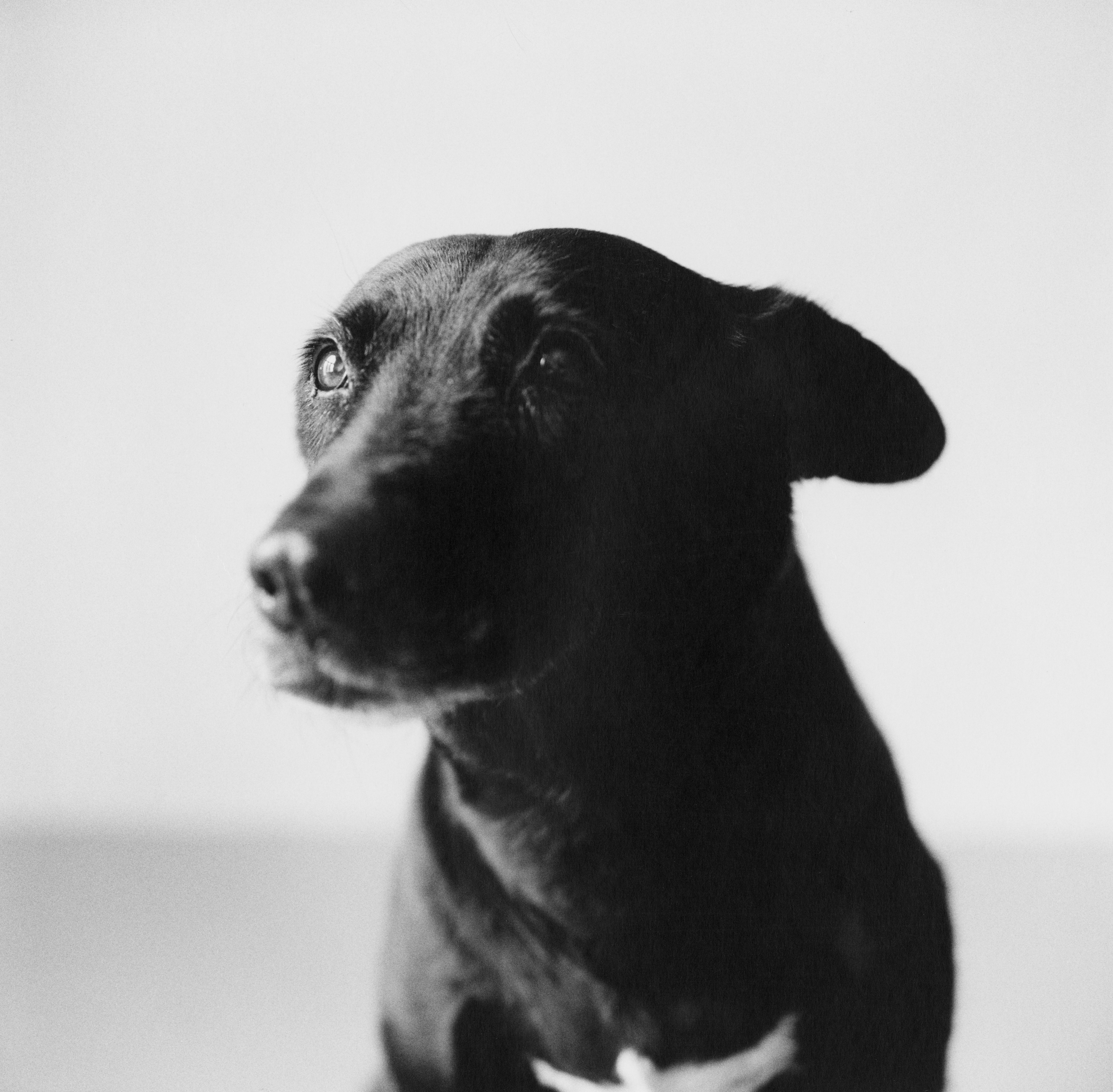 Black and white photograph of a dog up close in a studio