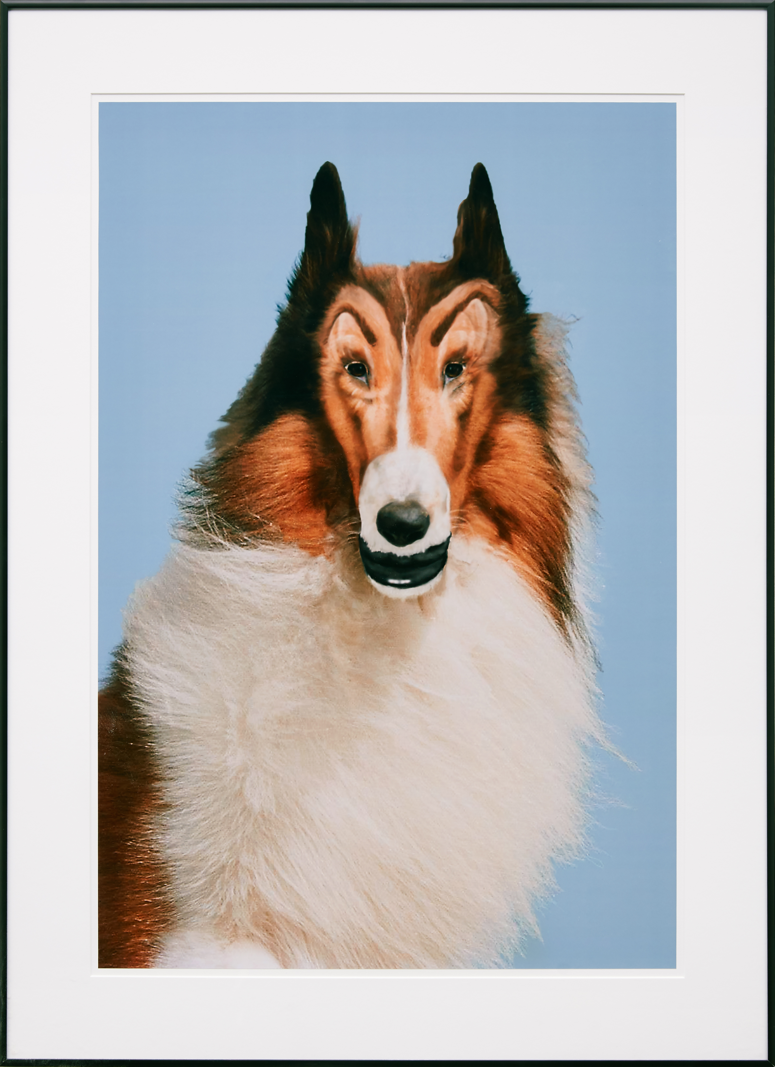 Color photograph of an altered image of a dog portrait in front of blue background framed in black