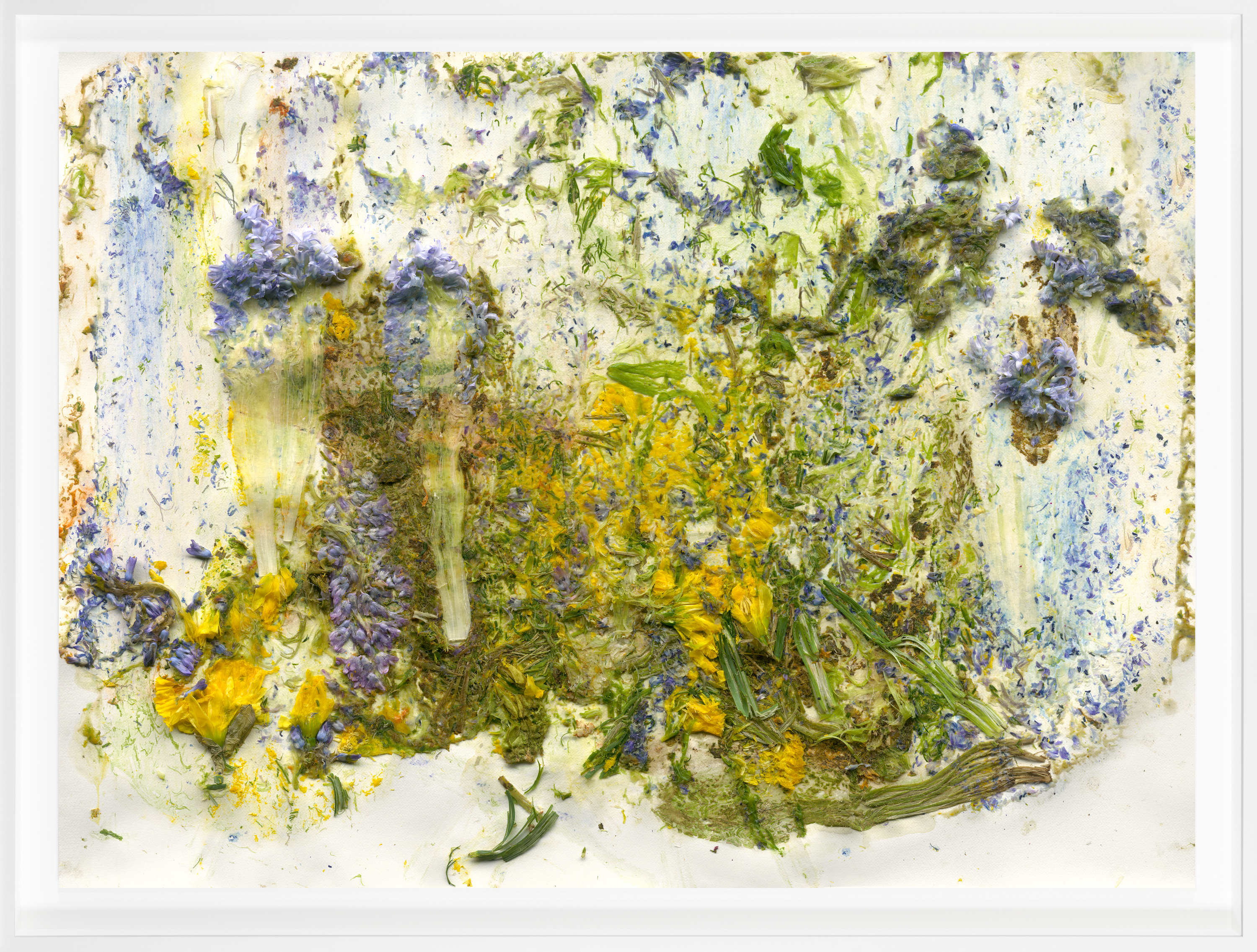 Color photograph of crushed flowers and greenery against a white background framed in white