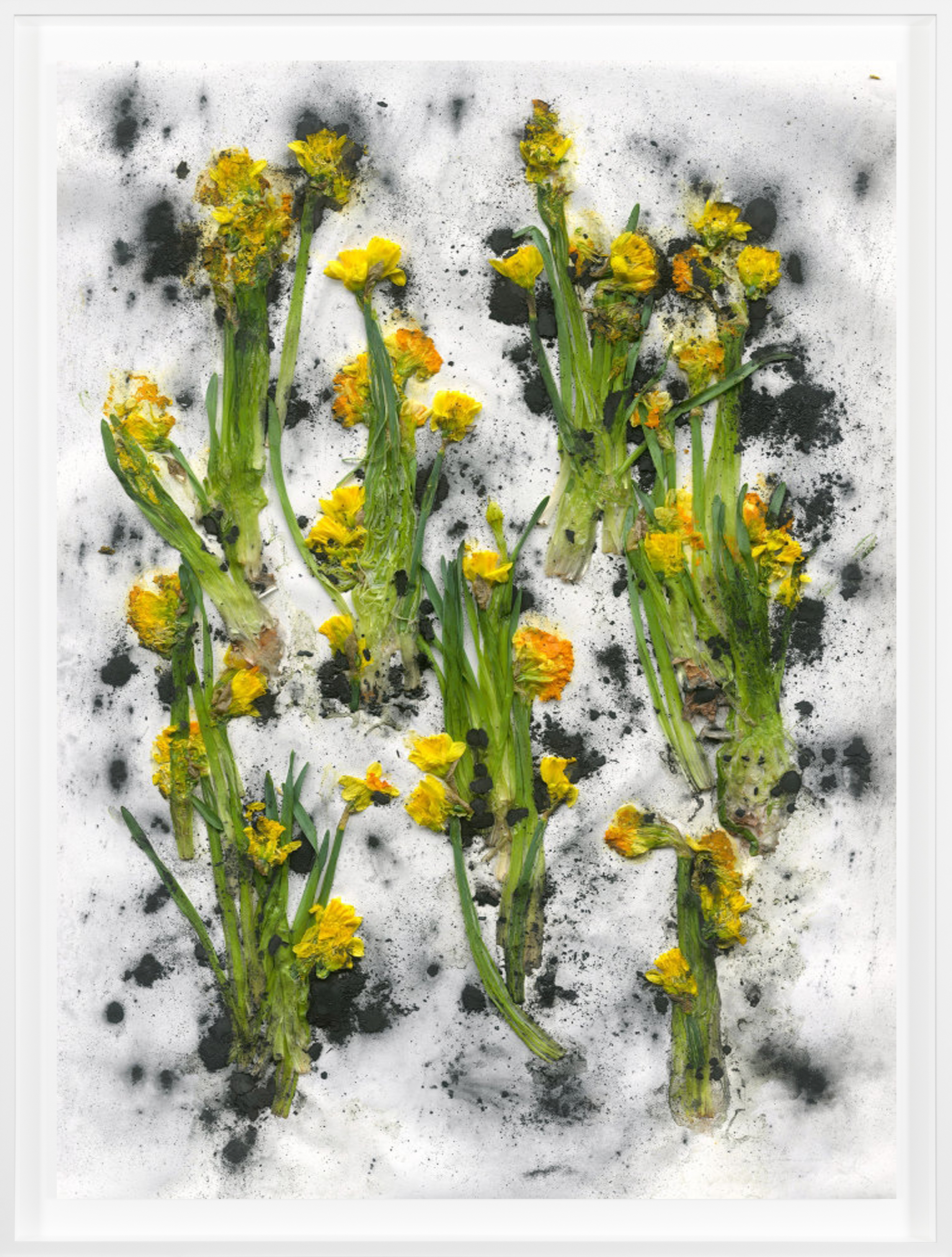 Color photograph of crushed flowers and greenery against a white background framed in white