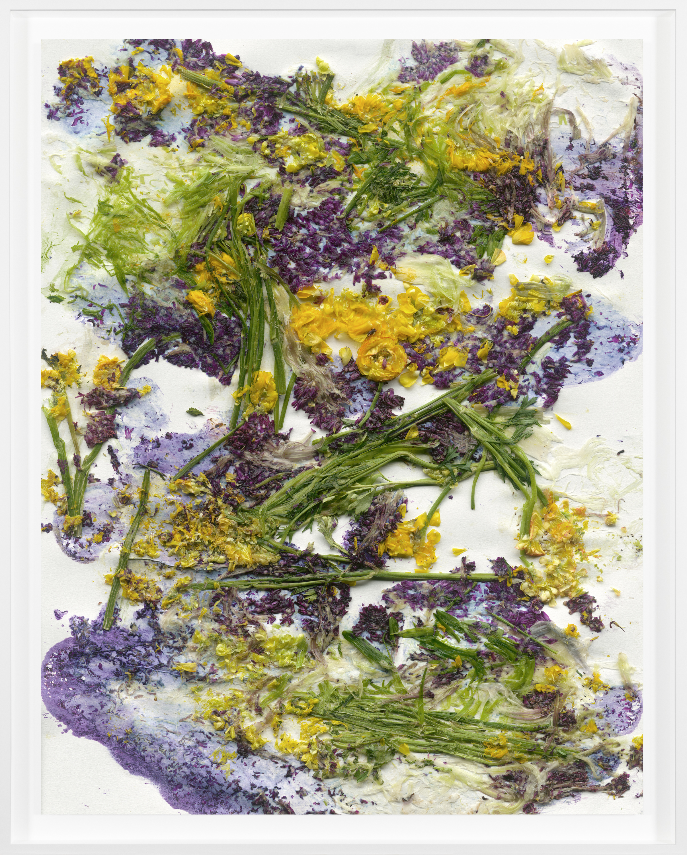 Color photograph of crushed flowers and greenery against a white background framed in white