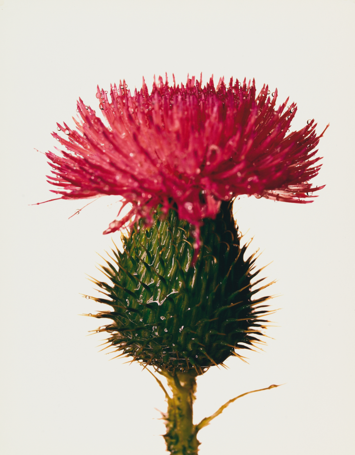 FLOWERS Irving Penn　初版 海外ライブラリー蔵書印等の難あり IP-P-0674-IP.0674.jpg